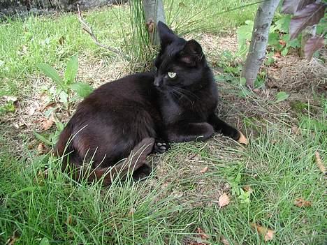 Blanding af racer Bianca billede 4