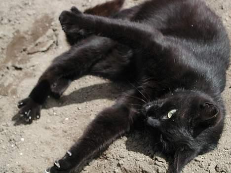 Blanding af racer Bianca billede 5