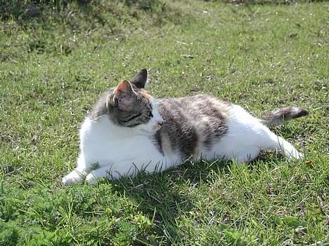 Blanding af racer Julie - Julie tager sol... billede 9