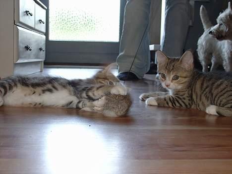 Blanding af racer Lille mis og sine killing - Hvornår er det min tur? billede 7