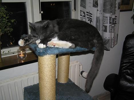 Blanding af racer Fluffy billede 10