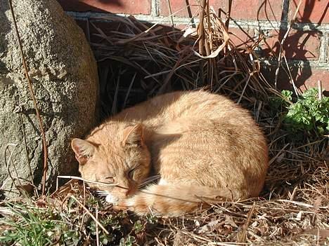 Blanding af racer Røde billede 1