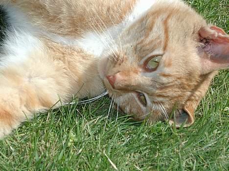 Blanding af racer Røde billede 2