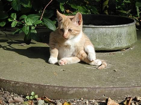 Blanding af racer Røde - røde som killing billede 3