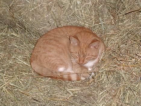 Blanding af racer Røde billede 4