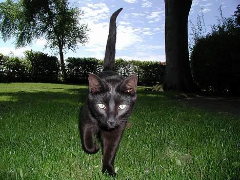 Blanding af racer Vejito billede 1