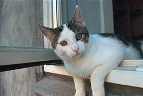 Blanding af racer Felix - Jeg ligger lige og kigger på fuglene! billede 1