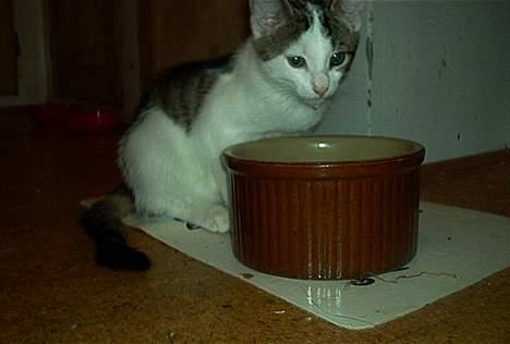 Blanding af racer Felix - Orv der er meget vand i den vandskål!!! billede 2