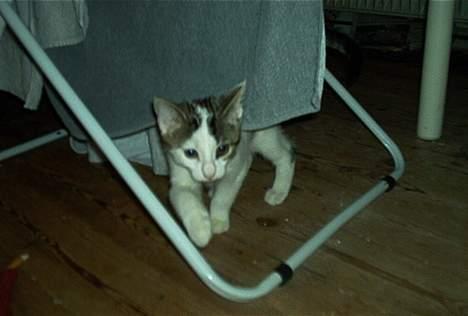 Blanding af racer Felix - Jeg er en farlig sne-leopard der er på jagt i den store jungle!! billede 3