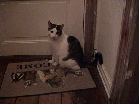 Blanding af racer Felix - Hvis jeg nu bliver siddende her, så kan hun ikke nænne at gå! billede 4