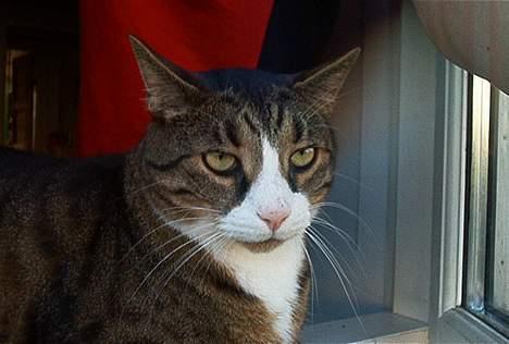 Blanding af racer Magnus billede 1