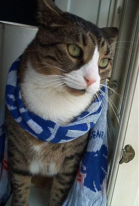 Blanding af racer Magnus - Ingen må vide det... Men jeg er den ægte maskot for FCK billede 2