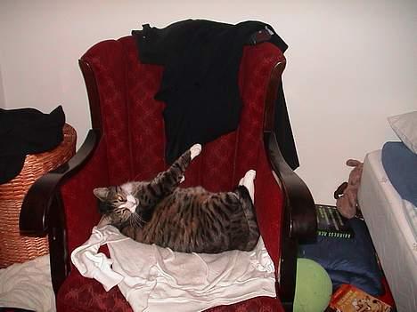 Blanding af racer Magnus billede 3