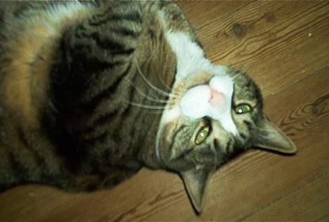 Blanding af racer Magnus billede 4