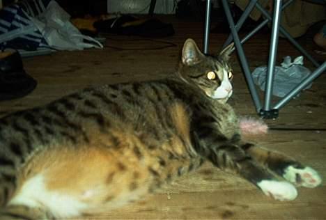 Blanding af racer Magnus billede 5