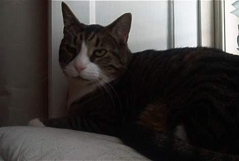 Blanding af racer Magnus billede 6