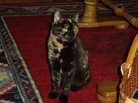 Huskat Susi - er eg ikke fin!? billede 1