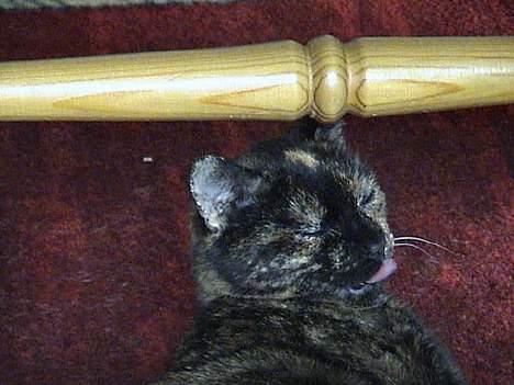 Huskat Susi billede 2