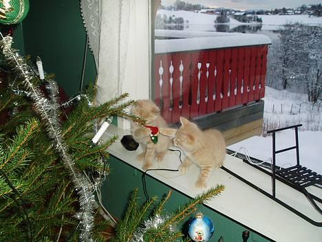 Huskat Susi - her er to av dei kattungene eg har no=) dei har det gøyt med julepynten til mor=P billede 3