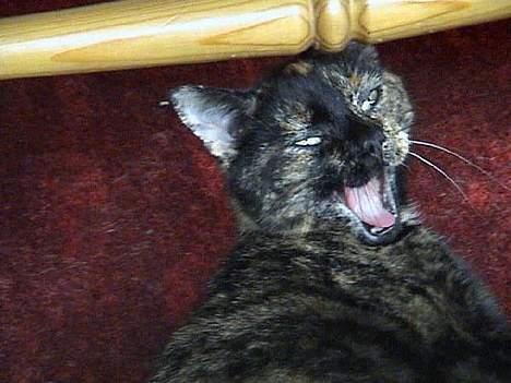 Huskat Susi - her er eg litt trøtt.. billede 4