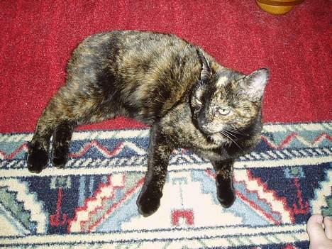 Huskat Susi - her ligger eg på teppet.. billede 5