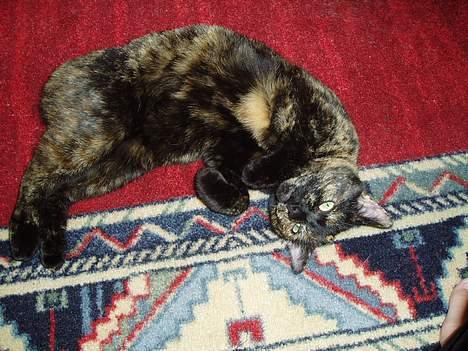 Huskat Susi - her ruller eg meg på teppet.. billede 6