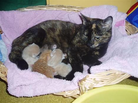 Huskat Susi - Her ligg eg med dei nye kattungene mine!! dei blei født 18.oktober.. billede 7