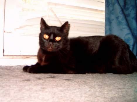 Huskat Mille mis  billede 6