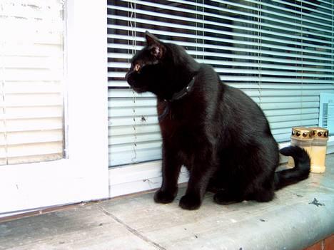 Huskat Mille mis  billede 7