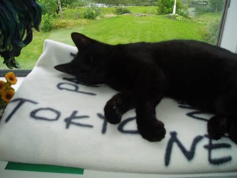 Huskat Bambi - her ligger eg og slapper av på yndlingsteppet mitt som ligge i vinduet.. billede 2