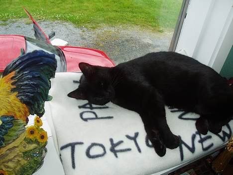 Huskat Bambi - her ligger eg og å slapper av.. billede 3