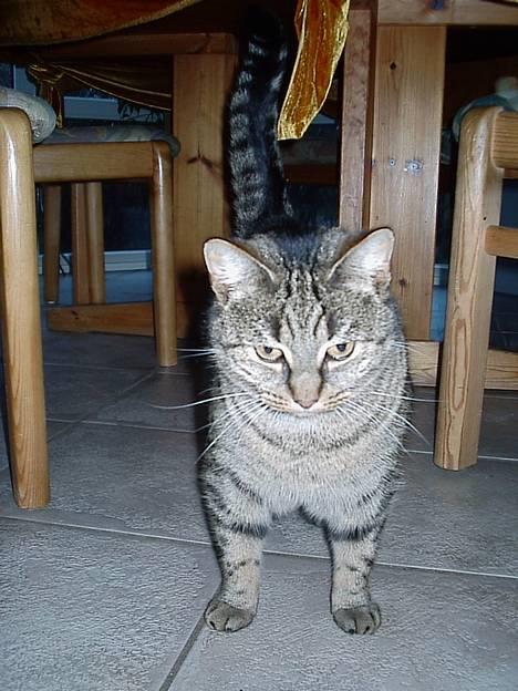 Blanding af racer Mis 3 ( Misse Mor) DØD billede 10