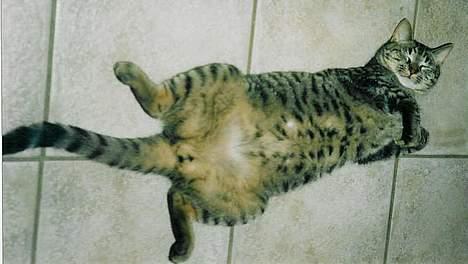 Blanding af racer Zimba - er er jeg som  voksen er jeg ikke dejlig billede 6