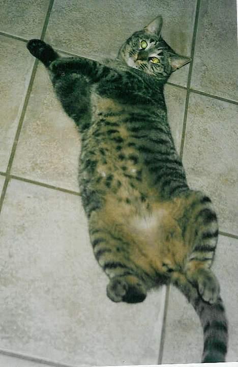 Blanding af racer Zimba billede 7