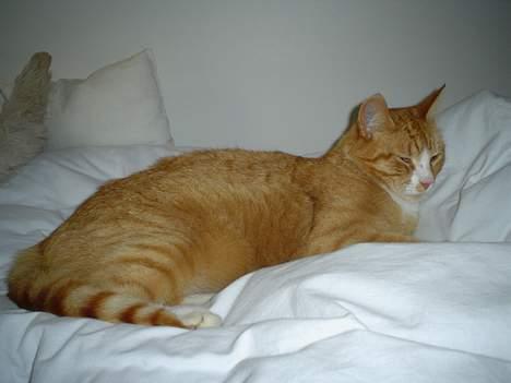 Blanding af racer Tarzan - Tarzan ligger og sover billede 1