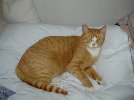 Blanding af racer Tarzan - Jeg vil gerne snakkes med.  billede 2