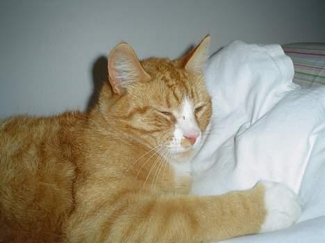 Blanding af racer Tarzan billede 3