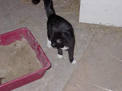 Norsk Skovkat Blacki Efterlysning - Øhhh ja er jeg ikke sød ( da vi fik den) billede 1