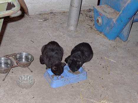 Norsk Skovkat Blacki Efterlysning - Min kat og så den anden kat som desværre er død billede 2