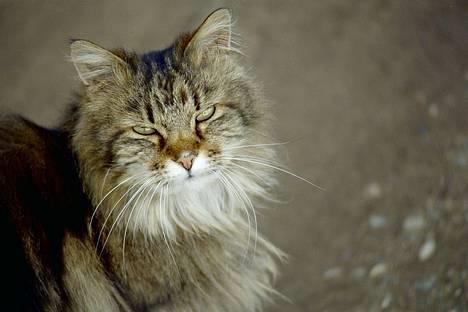 Blanding af racer Mutzi - Er jeg ikke smuk, lige til forsiden på et galleri billede 1