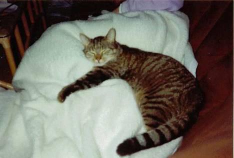 Blanding af racer Günther - Hvilken fryd, at ligge i "smørhul" 1993 billede 1