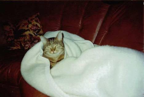 Blanding af racer Günther - Puttet efter en kold udetur 1993 billede 2