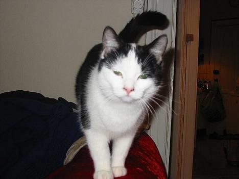 Huskat Amadea - Jeg kan gå balancegang billede 1