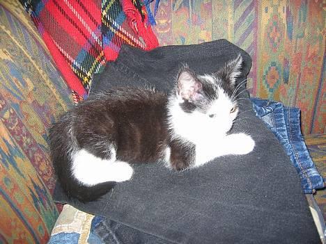 Huskat Amadea - Her er jeg som killing billede 2