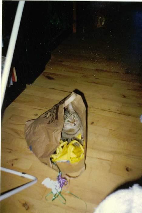 Blanding af racer Günther billede 3