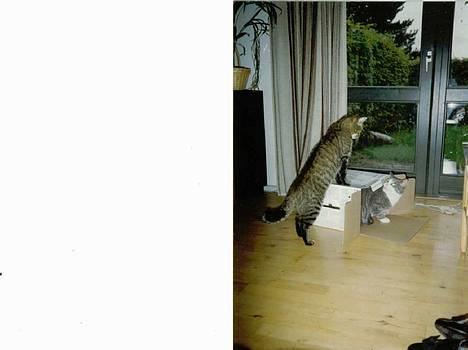 Blanding af racer Günther billede 4