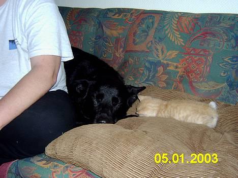 Blanding af racer Knud billede 1