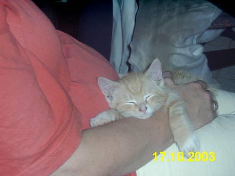 Blanding af racer Knud billede 2