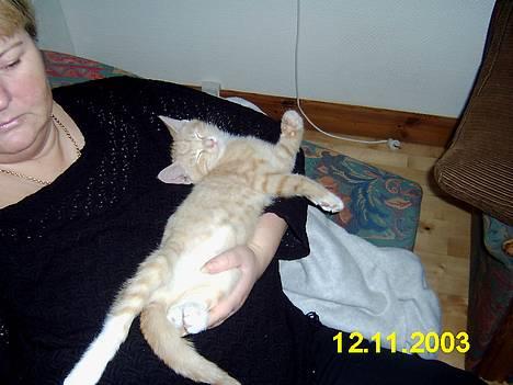 Blanding af racer Knud billede 3