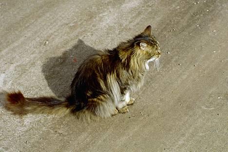 Blanding af racer Mutzi - Kommer Otto ikke snart billede 2